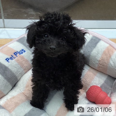 熊本県のトイプードル(トイ) (ペットプラス 熊本店/2025年10月14日生まれ/男の子/ブラック)の子犬の3枚目の画像