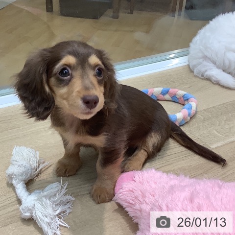 埼玉県のカニンヘンダックスフンド(ロング) (ペットプラス ららぽーと新三郷店/2025年10月21日生まれ/女の子/チョコレートタン)の子犬の3枚目の画像