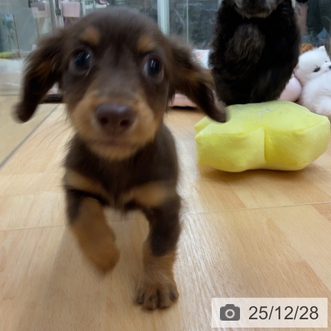 埼玉県のカニンヘンダックスフンド(ロング) (ペットプラス 浦和美園店/2025年10月21日生まれ/男の子/チョコレートタン)の子犬の4枚目の画像