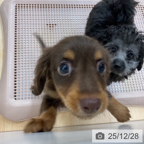 埼玉県のカニンヘンダックスフンド(ロング) (ペットプラス 浦和美園店/2025年10月21日生まれ/男の子/チョコレートタン)の子犬の3枚目の画像