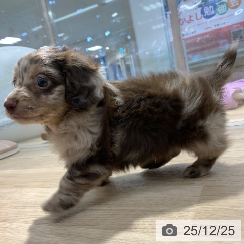 東京都のカニンヘンダックスフンド(ロング) (ペットプラス アクアシティお台場店/2025年10月24日生まれ/男の子/チョコレートダップル)の子犬の4枚目の画像