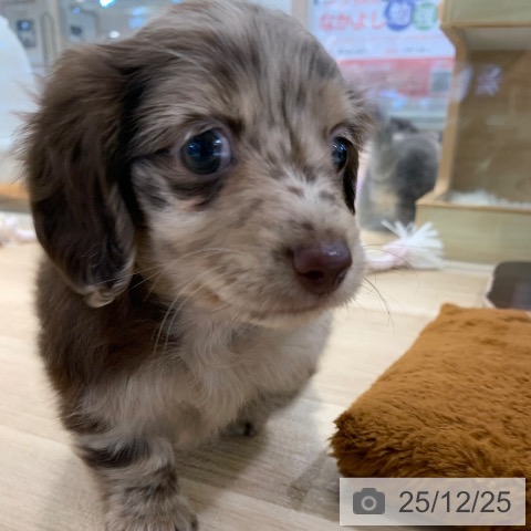 東京都のカニンヘンダックスフンド(ロング) (ペットプラス アクアシティお台場店/2025年10月24日生まれ/男の子/チョコレートダップル)の子犬の3枚目の画像