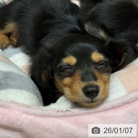 埼玉県のカニンヘンダックスフンド(ロング) (ペットプラス ららぽーと富士見店/2025年10月24日生まれ/女の子/ブラックタン)の子犬の4枚目の画像