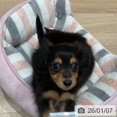 埼玉県のカニンヘンダックスフンド(ロング) (ペットプラス ららぽーと富士見店/2025年10月24日生まれ/女の子/ブラックタン)の子犬の3枚目の画像