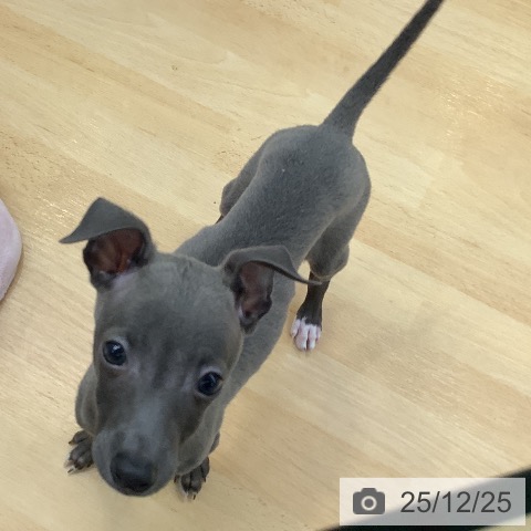 イタリアン・グレーハウンドの写真