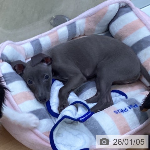 埼玉県のイタリアングレーハウンド (ペットプラス 羽生店/2025年10月24日生まれ/男の子/ブルーホワイト)の子犬の3枚目の画像