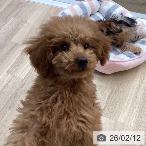 福岡県のトイプードル(トイ) (ペットプラス 春日店/2025年10月24日生まれ/男の子/レッドフォーン)の子犬の4枚目の画像