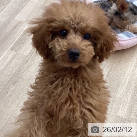 福岡県のトイプードル(トイ) (ペットプラス 春日店/2025年10月24日生まれ/男の子/レッドフォーン)の子犬の3枚目の画像