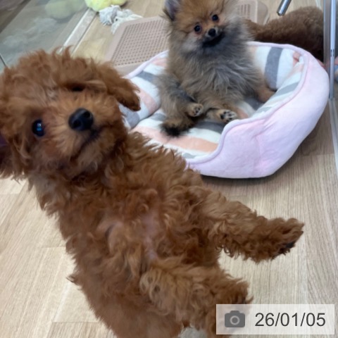 福岡県のトイプードル(トイ) (ペットプラス ららぽーと福岡店/2025年10月24日生まれ/男の子/レッドフォーン)の子犬の4枚目の画像