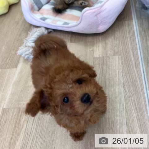 福岡県のトイプードル(トイ) (ペットプラス ららぽーと福岡店/2025年10月24日生まれ/男の子/レッドフォーン)の子犬の3枚目の画像