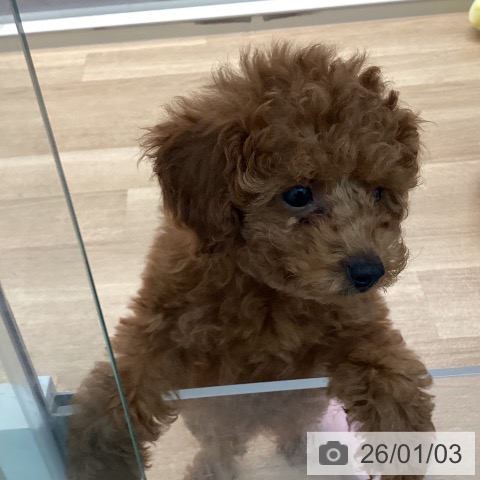 宮崎県のトイプードル(トイ) (ペットプラス 宮崎店/2025年10月24日生まれ/女の子/レッドフォーン)の子犬の4枚目の画像