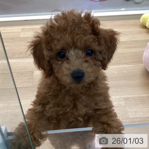 宮崎県のトイプードル(トイ) (ペットプラス 宮崎店/2025年10月24日生まれ/女の子/レッドフォーン)の子犬の3枚目の画像