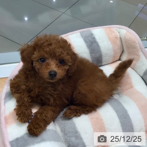 熊本県のトイプードル(トイ) (ペットプラス 熊本店/2025年10月24日生まれ/女の子/レッドフォーン)の子犬の4枚目の画像