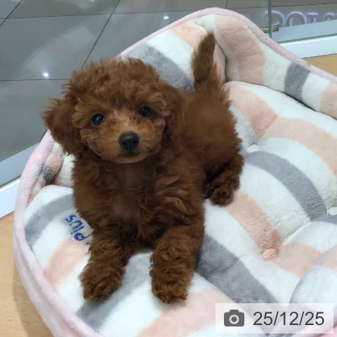 熊本県のトイプードル(トイ) (ペットプラス 熊本店/2025年10月24日生まれ/女の子/レッドフォーン)の子犬の3枚目の画像