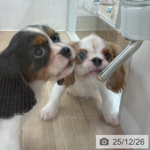 福岡県のキャバリアキングチャールズスパニエル (ペットプラス 八幡東店/2025年10月17日生まれ/男の子/ブレンハイム)の子犬の4枚目の画像