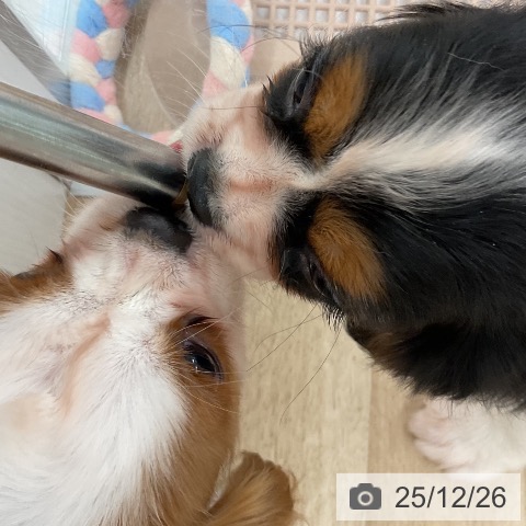 福岡県のキャバリアキングチャールズスパニエル (ペットプラス 八幡東店/2025年10月17日生まれ/男の子/ブレンハイム)の子犬の3枚目の画像