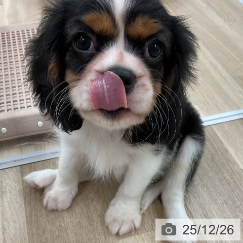 福岡県のキャバリアキングチャールズスパニエル (ペットプラス 八幡東店/2025年10月17日生まれ/男の子/トライカラー)の子犬の4枚目の画像