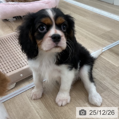 福岡県のキャバリアキングチャールズスパニエル (ペットプラス 八幡東店/2025年10月17日生まれ/男の子/トライカラー)の子犬の3枚目の画像