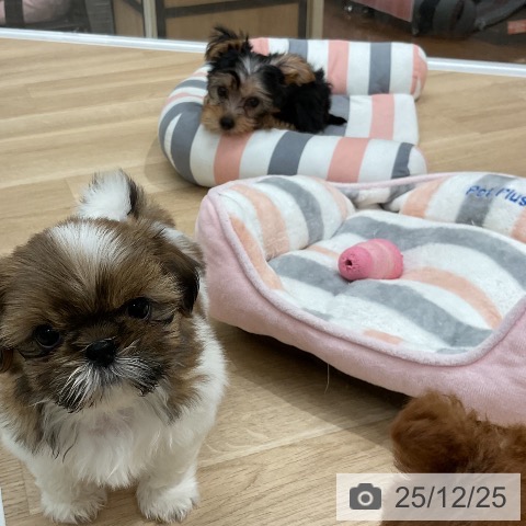 福岡県のシーズー (ペットプラス 八幡東店/2025年10月23日生まれ/女の子/ゴールドホワイト)の子犬の4枚目の画像