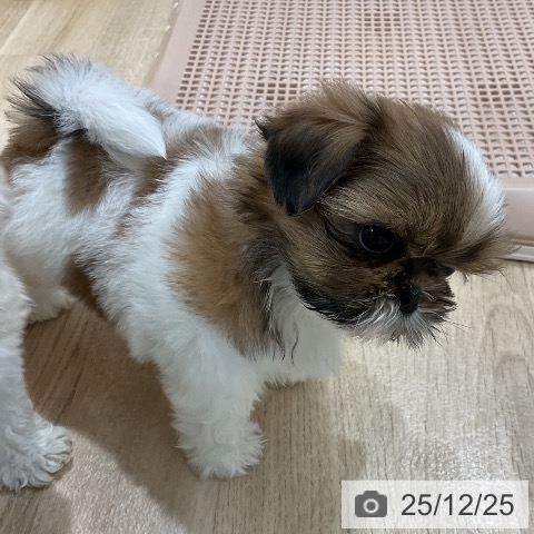 福岡県のシーズー (ペットプラス 八幡東店/2025年10月23日生まれ/女の子/ゴールドホワイト)の子犬の3枚目の画像