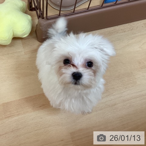 福岡県のマルチーズ (ペットプラス 福岡伊都店/2025年10月24日生まれ/男の子/ホワイト)の子犬の3枚目の画像