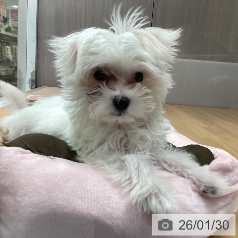 福岡県のマルチーズ (ペットプラス 黒崎店/2025年10月24日生まれ/男の子/ホワイト)の子犬の3枚目の画像