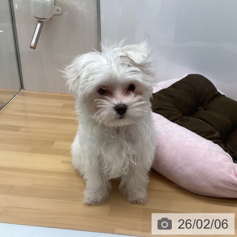 福岡県のマルチーズ (ペットプラス 黒崎店/2025年10月24日生まれ/男の子/ホワイト)の子犬の3枚目の画像