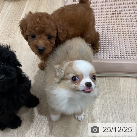 福岡県のトイプードル(トイ) (ペットプラス 八幡東店/2025年10月23日生まれ/男の子/レッド)の子犬の4枚目の画像