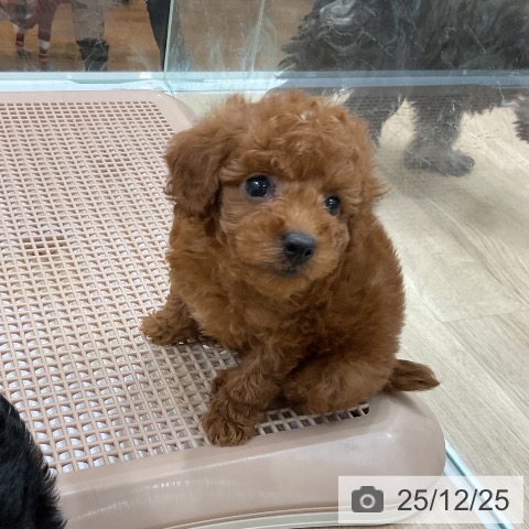 福岡県のトイプードル(トイ) (ペットプラス 八幡東店/2025年10月23日生まれ/男の子/レッド)の子犬の3枚目の画像