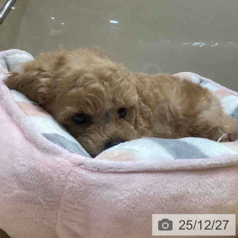 トイ・プードルの写真