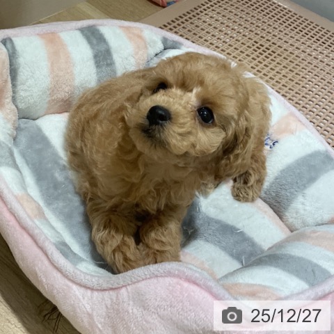 トイ・プードルの写真