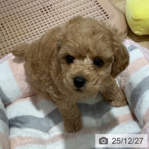 福岡県のトイプードル(トイ) (ペットプラス 小倉南店/2025年10月23日生まれ/女の子/アプリコット)の子犬の4枚目の画像