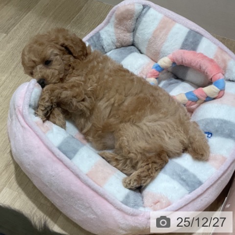 福岡県のトイプードル(トイ) (ペットプラス 小倉南店/2025年10月23日生まれ/女の子/アプリコット)の子犬の3枚目の画像