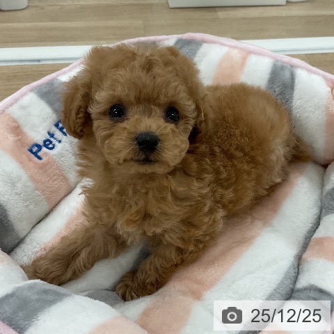 トイ・プードルの写真