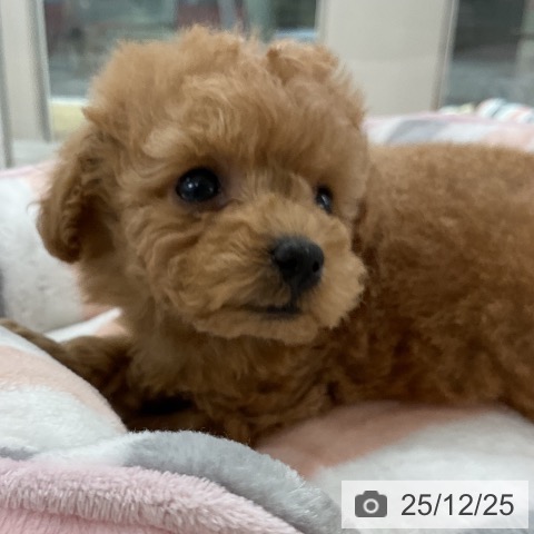 福岡県のトイプードル(トイ) (ペットプラス 八幡東店/2025年10月23日生まれ/女の子/アプリコット)の子犬の4枚目の画像