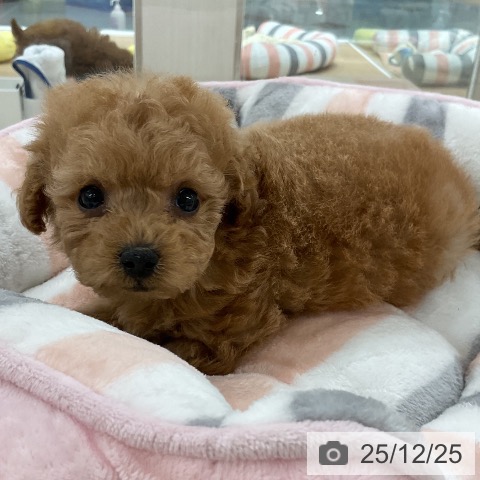 福岡県のトイプードル(トイ) (ペットプラス 八幡東店/2025年10月23日生まれ/女の子/アプリコット)の子犬の3枚目の画像