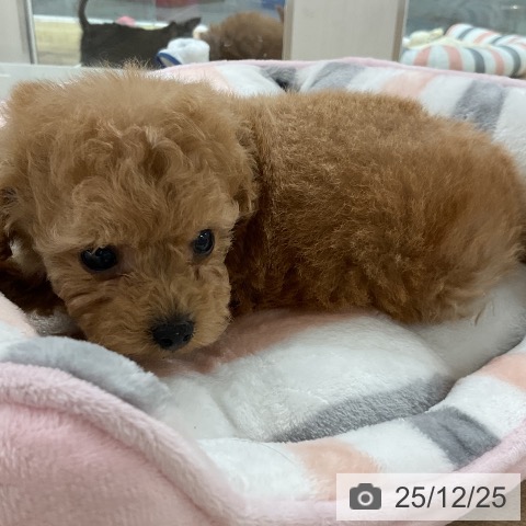 福岡県のトイプードル(トイ) (ペットプラス ららぽーと福岡店/2025年10月23日生まれ/女の子/アプリコット)の子犬の4枚目の画像