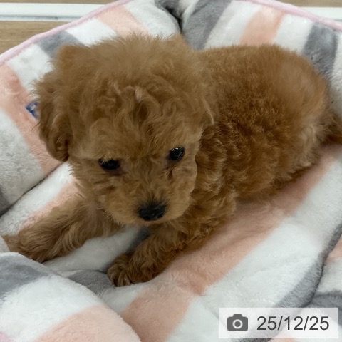 福岡県のトイプードル(トイ) (ペットプラス ららぽーと福岡店/2025年10月23日生まれ/女の子/アプリコット)の子犬の3枚目の画像