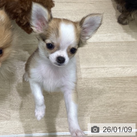 岩手県のチワワ(ロング) (ペットプラス 盛岡南店/2025年10月17日生まれ/女の子/フォーンホワイト)の子犬の4枚目の画像