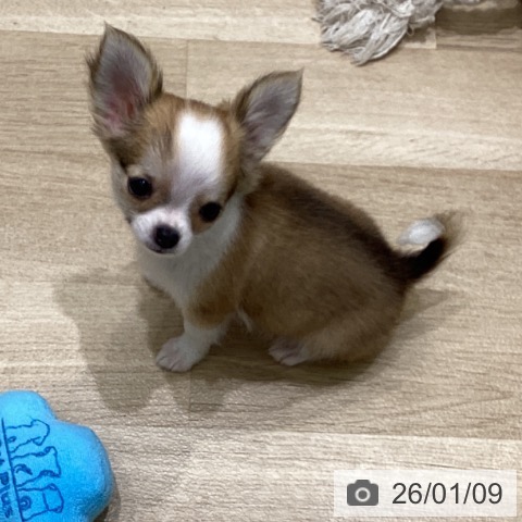 岩手県のチワワ(ロング) (ペットプラス 盛岡南店/2025年10月17日生まれ/女の子/フォーンホワイト)の子犬の3枚目の画像