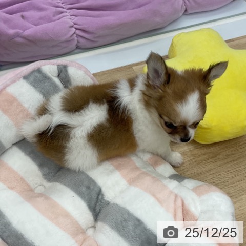 福島県のチワワ(ロング) (ペットプラス 福島店/2025年10月24日生まれ/男の子/レッドホワイト)の子犬の4枚目の画像