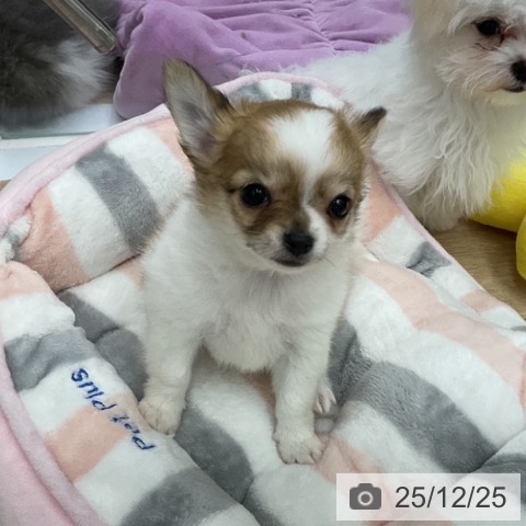 福島県のチワワ(ロング) (ペットプラス 福島店/2025年10月24日生まれ/男の子/レッドホワイト)の子犬の3枚目の画像
