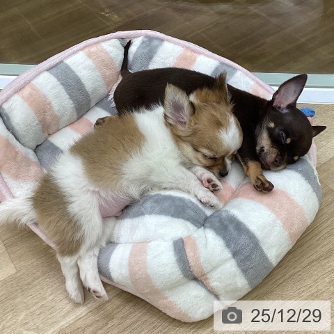 福島県のチワワ(ロング) (ペットプラス 福島店/2025年10月24日生まれ/男の子/レッドホワイト)の子犬の3枚目の画像