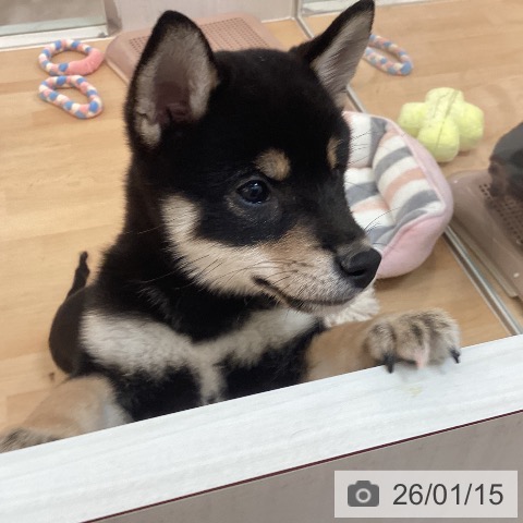 福岡県の柴犬(標準サイズ) (ペットプラス 福岡伊都店/2025年10月25日生まれ/女の子/黒)の子犬の4枚目の画像
