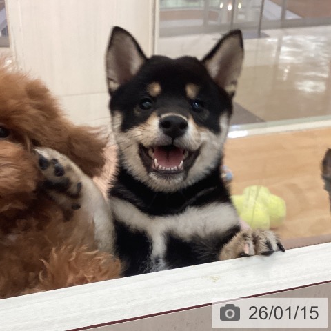 福岡県の柴犬(標準サイズ) (ペットプラス 福岡伊都店/2025年10月25日生まれ/女の子/黒)の子犬の3枚目の画像