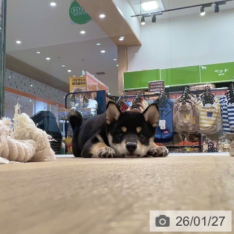 福岡県の柴犬(標準サイズ) (ペットプラス 香椎浜店/2025年10月25日生まれ/女の子/黒)の子犬の4枚目の画像