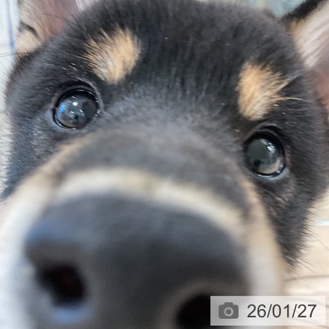 福岡県の柴犬(標準サイズ) (ペットプラス 香椎浜店/2025年10月25日生まれ/女の子/黒)の子犬の3枚目の画像