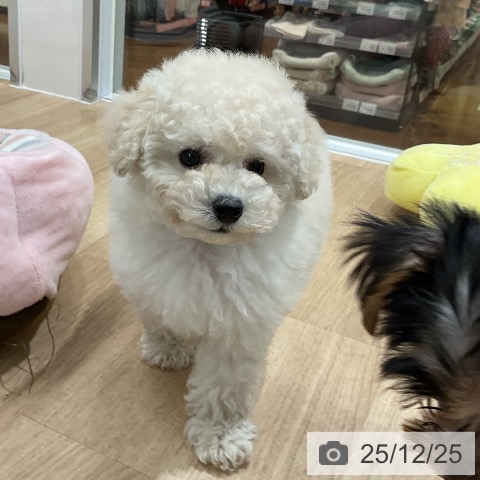 トイ・プードルの写真