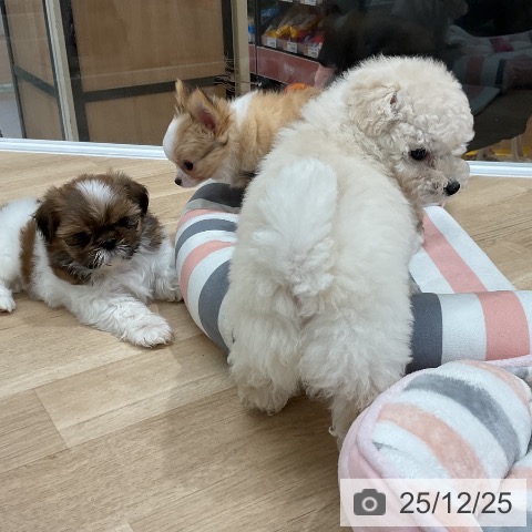 福岡県のトイプードル(トイ) (ペットプラス 八幡東店/2025年10月24日生まれ/男の子/ホワイト)の子犬の4枚目の画像