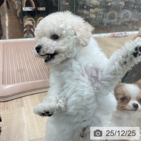 福岡県のトイプードル(トイ) (ペットプラス 八幡東店/2025年10月24日生まれ/男の子/ホワイト)の子犬の3枚目の画像